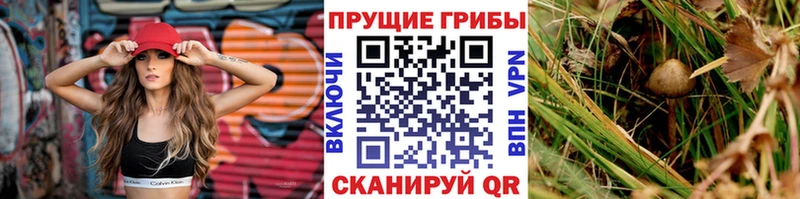 Псилоцибиновые грибы мицелий  Купить где  Высоцк 